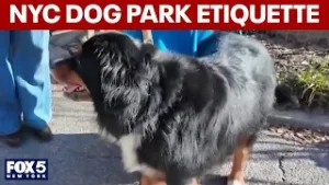 NYC dog park etiquette