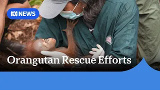 Indonesia forest fires threaten critically endangered orangutans | ABC NEWS