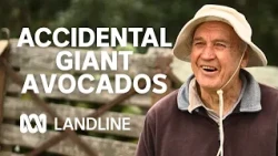 These avos are huge - and last longer too | Landline