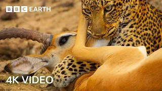Awesome 4K Nature Scenes Narrated By Helena Bonham-Carter | BBC Earth