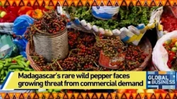 Madagascar’s rare wild pepper faces growing threat from commercial demand