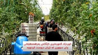 کوردێک گەورەترین کێڵگەی بەرهەمهێنانی چای سووری لە ئێران دروست کردووە