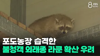 Uninvited Invasive Raccoons Raid Grape Farms... Fears of Further Spread/JIBS/Jeju/09.18.2026