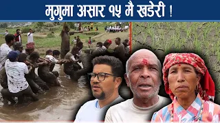 देशभर धान दिवसको उत्सव, मुगुमा भने पानी नपर्दा खेतमै सुक्दै धान - NEWS24 TV
