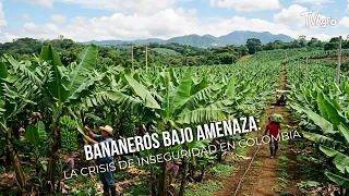 Banana Farmers Under Threat: The Insecurity Crisis in Colombia 🍌 - TvAgro by Juan Gonzalo Angel