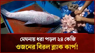 মেঘনায় ধরা পড়ল ২৪ কেজি ওজনের বিরল ব্ল্যাক কার্প! | Mytv