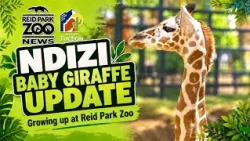 Ndizi Baby Giraffe Update | Reid Park Zoo News