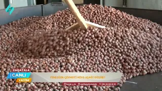 Fındığın qiyməti niyə aşağı düşüb? | Canlı Yayım