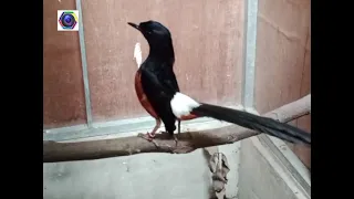 Breeding murai batu ekor po anjang ini siaranya