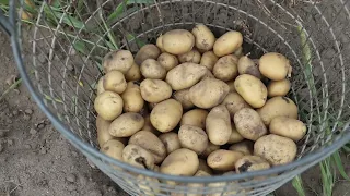 Harvesting potatoes at De Trapakkers in Ede