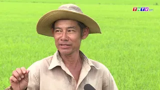 Trà Vinh tăng cường quản lý dịch hại vụ lúa hè thu 2025
