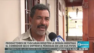 Drought destroys over 60% of corn and bean crops in Honduras' Dry Corridor