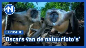 Mooiste natuurfoto's van afgelopen jaar te zien in Forum Groningen