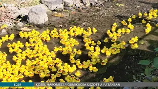 Közel háromezer gumikacsa úszott a patakban - 2026.08.21.