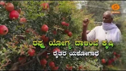 ಕೃಷಿ ದರ್ಶನ | Krishi Darshan |  ರಫ್ತು ಯೋಗ್ಯ ದಾಳಿಂಬೆ ಕೃಷಿ - ಮುನಿರಾಜು  | DD Chandana