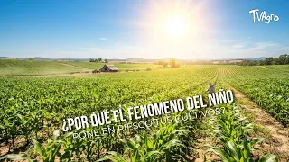 Why does the El Niño phenomenon put your crops at risk? - TvAgro by Juan Gonzalo Angel