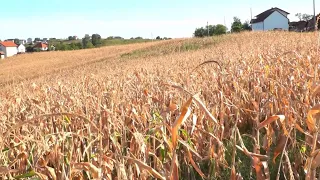 Farmerima iz Dervente i Prnjavora suša pokupila prinose kukuruza (Zemlja izvor života) TV K3