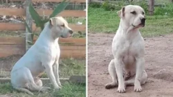 Outrage in Coronel Oviedo Over the Death of an Assistance Dog
