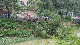 China: Typhoon Noul downgraded to tropical depression