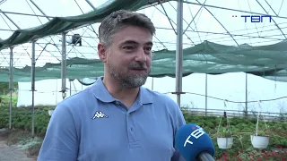 Proizvođači već pripremaju cveće za novogodišnje praznike - TV Pančevo