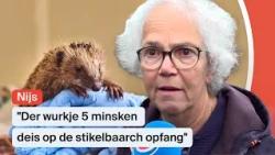 Zo kun jij de egel helpen, want dat is nodig | Nieuws