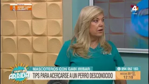 Vamo Arriba - Tips para acercarse a un perro desconocido