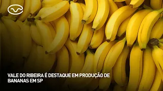 Vale do Ribeira stands out in banana production in SP