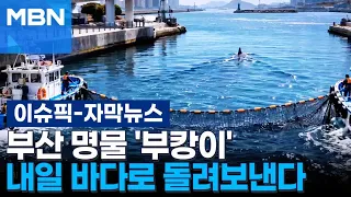 [Subtitled News] Busan’s iconic ‘Bukang-i’ returns to the sea tomorrow | Issue Pick