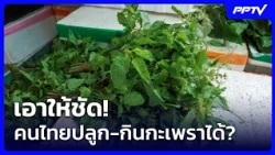 เอาให้ชัด! คนไทยปลูก-กินกะเพราได้? | ทันข่าวสุดสัปดาห์ | 24 ต.ค. 69
