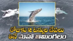 సముద్రం నుంచి అమాంతం పైకి ఎగిరిన భారీ తిమింగలం.. అబ్బురపరిచే విజువల్స్