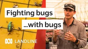 Bug Wars: The Insect Revolution Protecting Our Crops | Landline