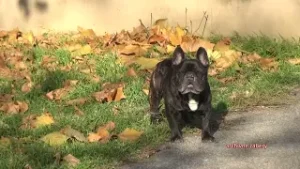 Útulky sú preplnené.  Adoptujte