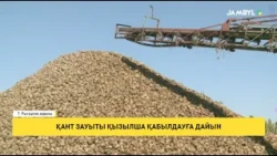 Қант зауыты қызылша қабылдауға дайын