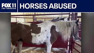 Cartels using 'horse slaughter pipeline' to smuggle illegal drugs