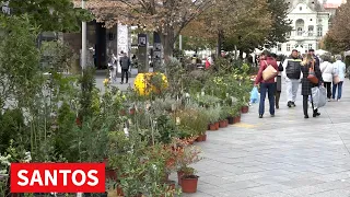JOŠ JEDNA CVETNA PIJACA U ZRENJANINU