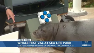 Sea Life Park hosts Spring activities during whale season