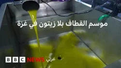 ما الذي بقي من زيتون غزة؟
