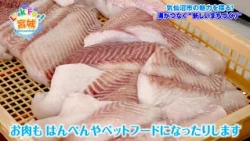Catch-up Stream [Look For! Miyagi] The Charm of Kesennuma City, Miyagi Prefecture & People Buildi...