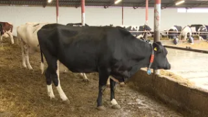 Domaćeg mlijeka sve manje