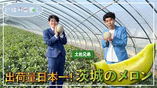 Ibaraki Promotion: "Number One in Shipments! Ibaraki's Melons (Hokota City)" [Starring: Tosa Kyodai]