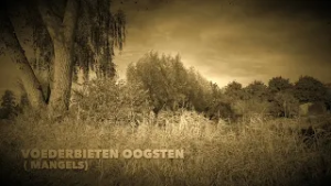 2026 02 23 Hoe het vroeger ging afl 02 Voederbieten oogsten Gemert door Andre van Bussel