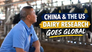 How China and the US are turning dairy research into global climate impact