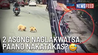 Mga asong ginawang playground ang kalsada, paano nakatakas? | GMA News Feed