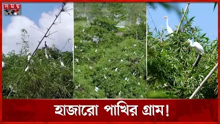 সবুজে ঘেরা এক গ্রাম, মাঝখানে বিশাল এক বাঁশঝাড়, বসবাস হাজারো প্রজাতির পাখির  | Somoy TV