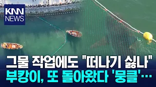 'Bukang-i' doesn't want to leave... jumps the net and returns / KNN
