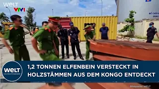 IVORY SMUGGLING: Vietnam discovers 1.2 tons of tusks hidden in logs from the Congo