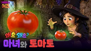 토마토는 마녀가 만든 열매?ㅣ토마토ㅣ왜요? 왜요? 만두와 음식 탐험ㅣKBS 260723 방송