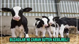 Buzağılar Ne Zaman Sütten Kesilmeli !