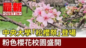 中央大學「松櫻祭」登場 粉色櫻花校園盛開【最新快訊】