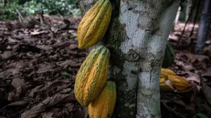 Cocoa: Ghana slashes farmgate rate paid to farmers
